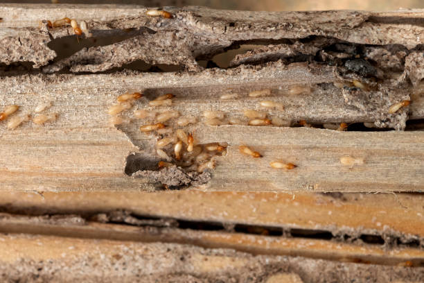  Pasco, WA Pest Control Pros